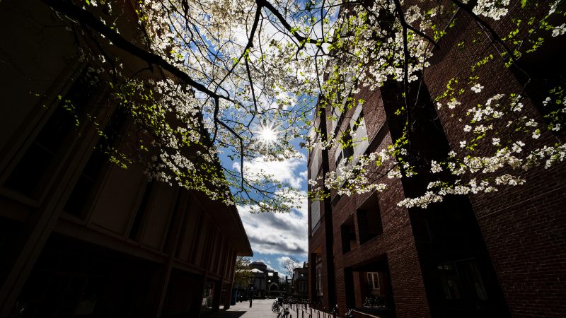 Light filters through flowering trees between campus buildings