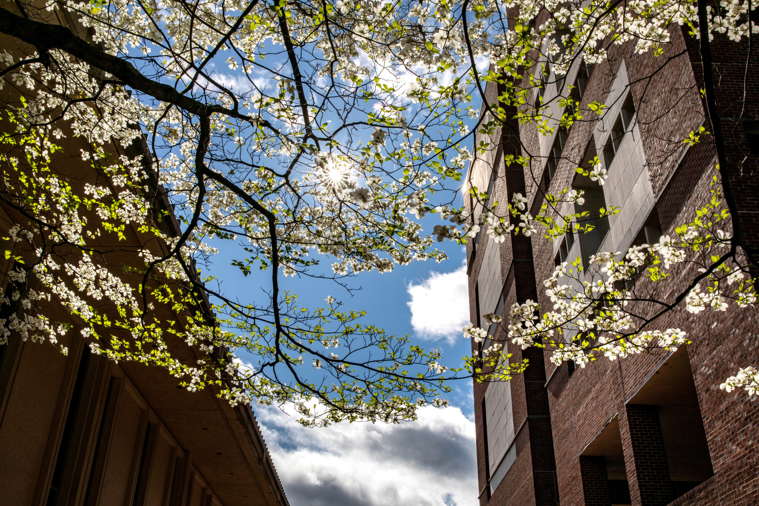 campus scene with flowers