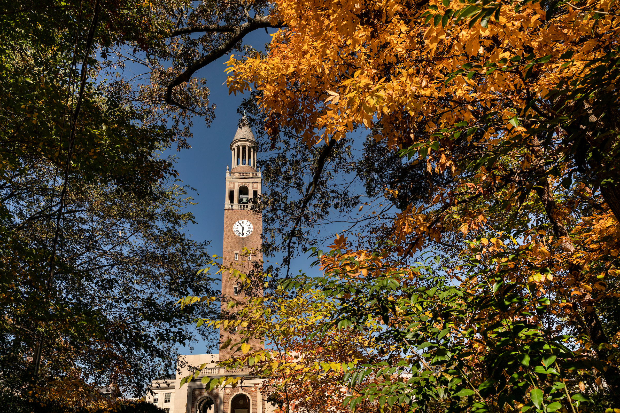 bell tower through leaves